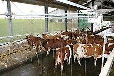 Kuhtreiber, Cowboy, Nachtreiber, Wasserbauer