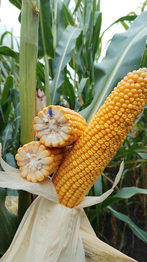 Welger DK 120-2 Typ 3Seitenkipper mit Zusätzliche Bordwände und Dreiecke für Planengestell