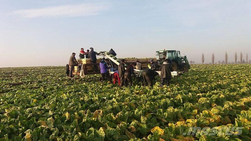 Luczak Kohl Förderband